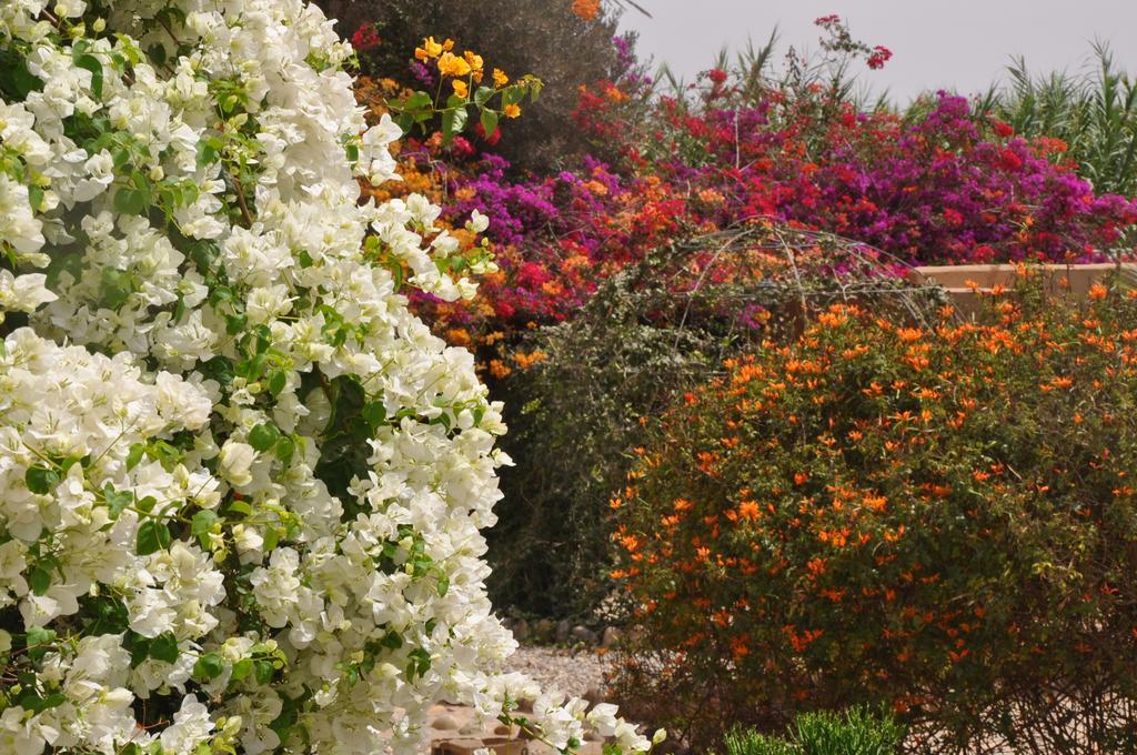 La Palmeraie De Massa Otel Zaouit Massa Dış mekan fotoğraf